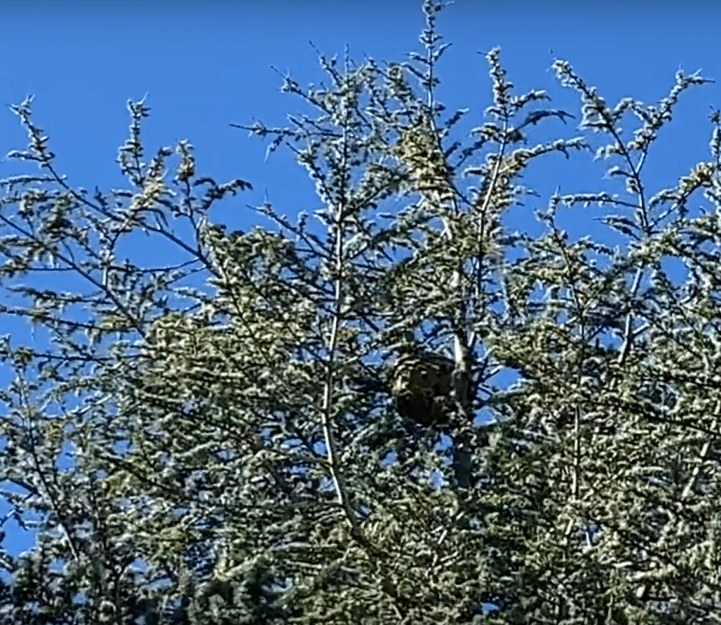Nid de frelons asiatiques Uchaud (Gard)